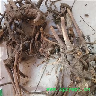 安祁名药正品 大戟 京大戟 另有红大戟图3