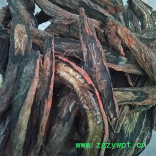 安祁名药丹参 紫丹参图2