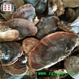 灵芝 无柄赤灵芝 赤灵芝 德誉堂药业批发各种中药材图4