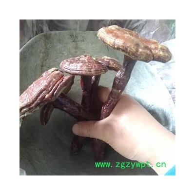 灵芝 灵芝个 新货 颜色好 无虫蛀  产地 安徽省