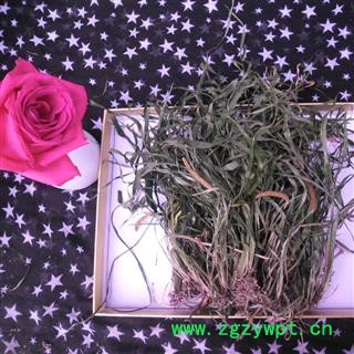 石菖蒲 统货 产地 四川省成都市双流县图3