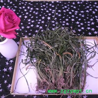 石菖蒲 统货 产地 四川省成都市双流县图2