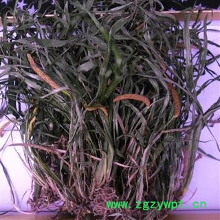 石菖蒲 统货 产地 四川省成都市双流县图4