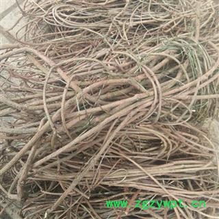 茜草 精品货 产地 四川省成都市双流县图4