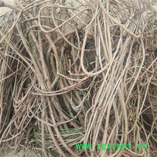 茜草 精品货 产地 四川省成都市双流县图3