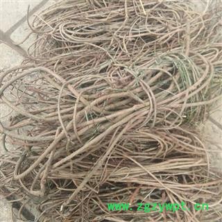 茜草 精品货 产地 四川省成都市双流县图2