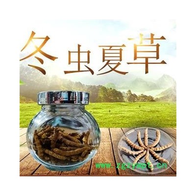 【包邮】冬虫夏草 肉节子虫草 色泽饱满 无硫新货 产地直供 品质保证【良心经营 品种齐全】