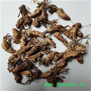 蝉花 金蝉花 产地 河北省保定市图2