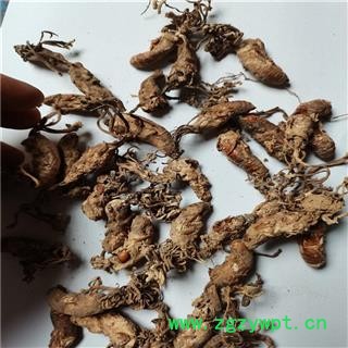 蝉花 金蝉花 产地 河北省保定市图3