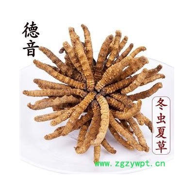 【满包邮】冬虫夏草4条/克 产地西藏那曲 中药材批发 规格齐全