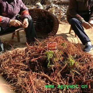 【新货大条】秦岭紫花丹参条丹参个子丹参根高含量味甜无硫日晒500g图2