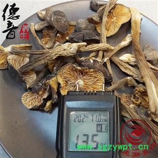 【满包邮】 黑鸡枞菌 产地 四川省 买好货 选德音 正品溯源 规范标准 三证齐全 全品类药材一站购齐图3