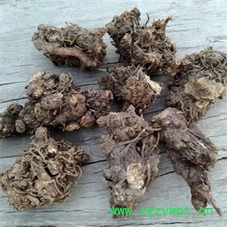 秦岭野生南苍术 苍术根 茅苍术 北苍术 南苍术手工采刨 日晒500g图3