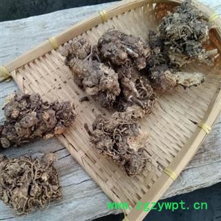 秦岭野生南苍术 苍术根 茅苍术 北苍术 南苍术手工采刨 日晒500g图4