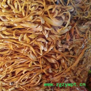 娟子中药 金虫草 金虫草 虫草花 金虫草 北虫草 蛹虫草  产地 吉林省图2