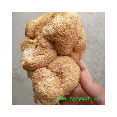 猴头菌 猴头菇 特大选个 产地 西藏自治区