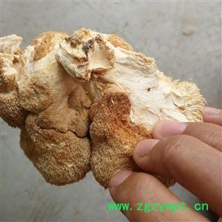 猴头菌 猴头菇 特大选个 产地 西藏自治区图2