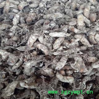 新辉药业中药材金蝉花   金虫草 蝉花图2