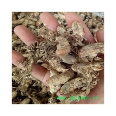 新辉药业中药材金蝉花   金虫草 蝉花