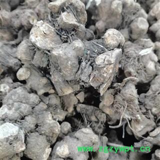 安祁名药苍术 苍术原材料图2