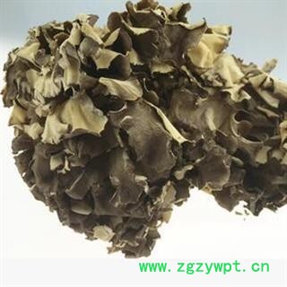 新辉药业中药 灰芝 灰树菇图3