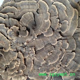 新辉药业云芝 彩纹云芝 大朵手选货 另有统货图2