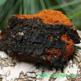 新辉药业白桦茸  桦树茸   俄罗斯桦树茸图2