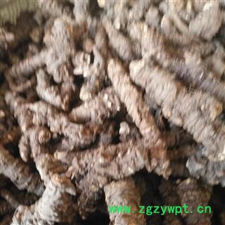 安祁名药正品羌活 川羌活图3