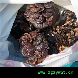 丽丽药业 灵芝竹灵芝中药材批发正品保证实图拍照7天无理由退货退款图3