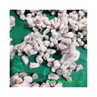 安祁名药中药材野棉花 棉花籽