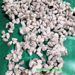 安祁名药中药材野棉花 棉花籽图3