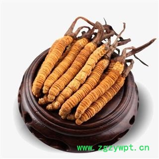 冬虫夏草精选2000条2条1克正品保证质量7天无理由退货退款 中药材批发 丽丽药业图3