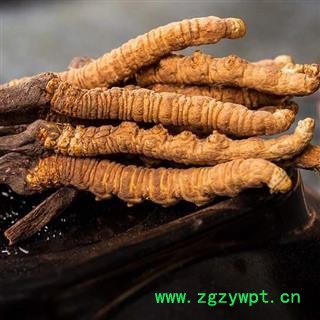 冬虫夏草精选2000条2条1克正品保证质量7天无理由退货退款 中药材批发 丽丽药业图2