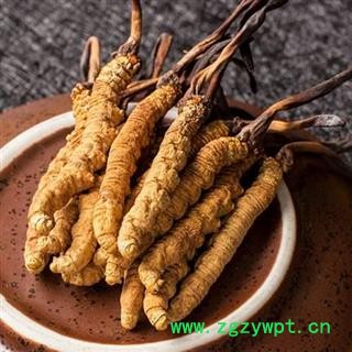 冬虫夏草精选2000条2条1克正品保证质量7天无理由退货退款 中药材批发 丽丽药业图4