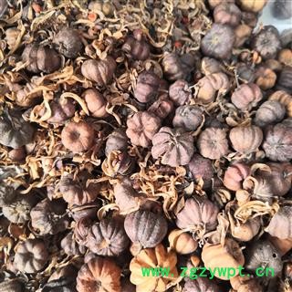 安祁名药正品算盘子根  算盘子果图2