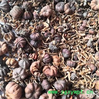 安祁名药正品算盘子根  算盘子果图3