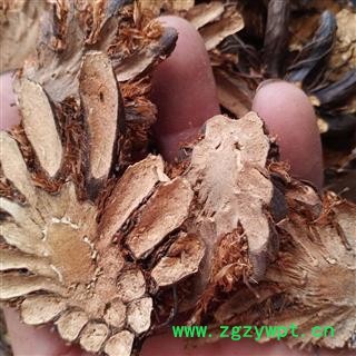 安祁名药中药材贯众 大贯众 绵马贯众  批发零售图2