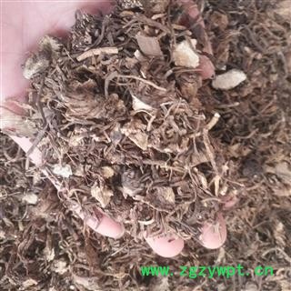 安祁名药正品地藕 杜若  竹叶莲图3