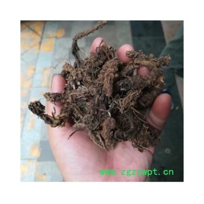 安祁名药中药材蜘蛛香 马蹄香