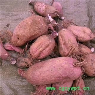 萝卜头，地骷髅，精品 产地 四川省成都市双流县图4