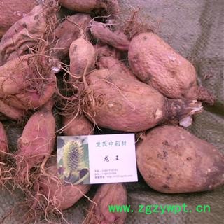 萝卜头，地骷髅，精品 产地 四川省成都市双流县图2