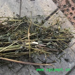 鬼针草 精品 产地 四川省成都市双流县图4