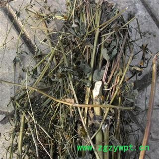 鬼针草 精品 产地 四川省成都市双流县图2