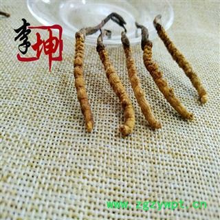 【包邮】冬虫夏草 虫草 4000条 色泽饱满 无竹签无断草 产地直供 品质保证【良心经营 品种齐全】图2