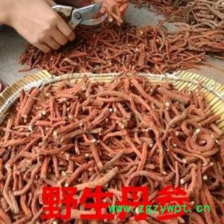 秦岭优质紫花丹参条 丹参个子 山民自刨 手工挑选 日晒无硫500g图2