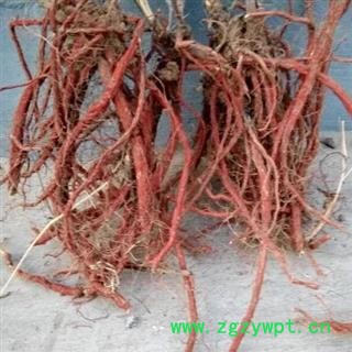 秦岭优质紫花丹参条 丹参个子 山民自刨 手工挑选 日晒无硫500g图4