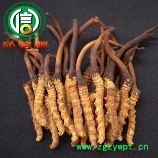 【满包邮】3月产新新鲜虫草本色货0.3~0.5克/根散装产地直供冬虫夏草沁信源中药批发图3