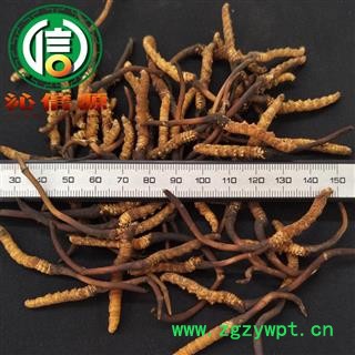 【满包邮】3月产新新鲜虫草本色货0.3~0.5克/根散装产地直供冬虫夏草沁信源中药批发图4