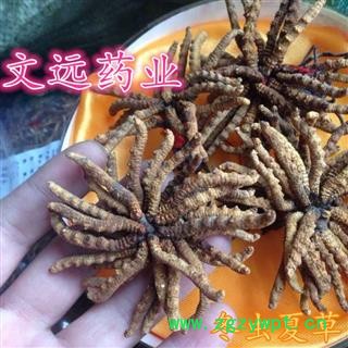 虫草 冬虫夏草4500-5000条 产地 青海省海北藏族自治州门源回族自治县图2