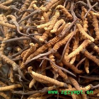 虫草 冬虫夏草4500-5000条 产地 青海省海北藏族自治州门源回族自治县图3
